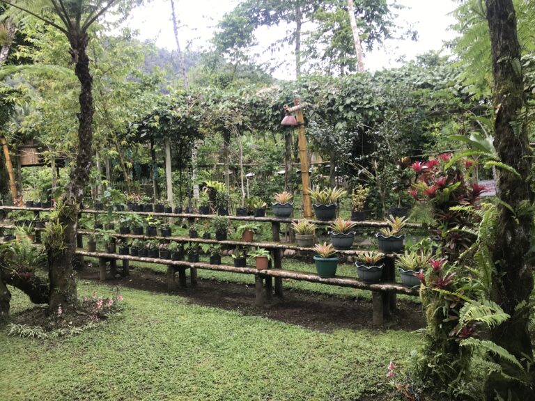 Balay Buhay Sa Uma Bee Farm Bulusan Sorsogon B L A S T Live