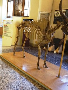 etruscus paleontology geology antelope